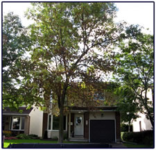 Diseased tree removal before